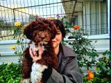 Hari̇ka Kali̇tede Lagotto Romagnolo Chocolate
