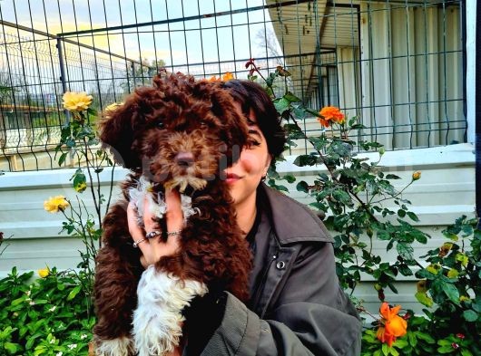 Hari̇ka Kali̇tede Lagotto Romagnolo Chocolate görsel