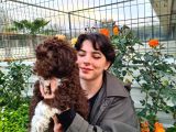 Hari̇ka Kali̇tede Lagotto Romagnolo Chocolate