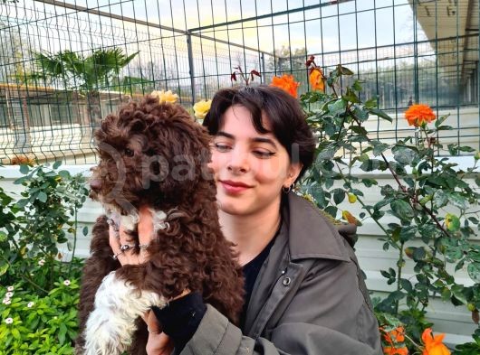 Hari̇ka Kali̇tede Lagotto Romagnolo Chocolate