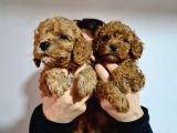 Renk Renk Poodle Yavrularimiz A Kali̇tede