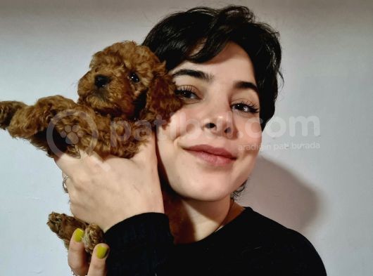 Kestane Gi̇bi̇ Renkleri̇yle Poodle Yavrularimiz görsel