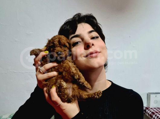 Red Ve Apri̇cot Toy Poodle Yavrularimiz görsel