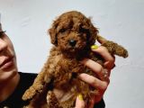 Red Ve Apri̇cot Toy Poodle Yavrularimiz