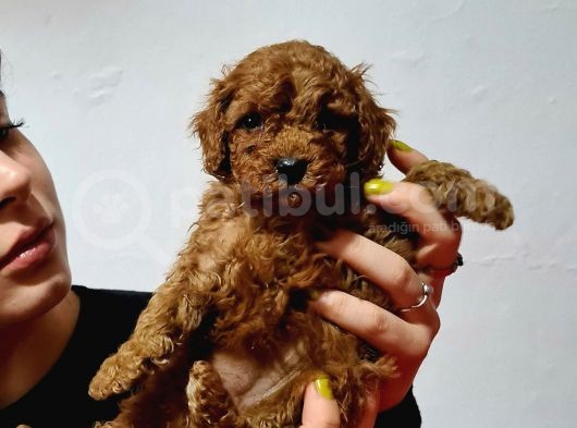 Red Ve Apri̇cot Toy Poodle Yavrularimiz