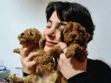 Poodle Yavrularimiz Tüm Şevkati̇mi̇zle Karşinizda