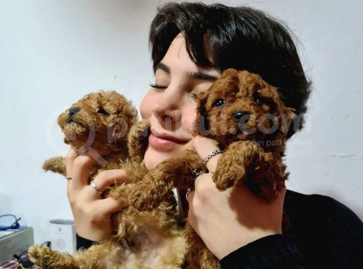 Poodle Yavrularimiz Tüm Şevkati̇mi̇zle Karşinizda görsel