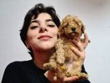 Poodle Yavrularimiz Tüm Şevkati̇mi̇zle Karşinizda