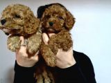 Poodle Yavrularimiz Tüm Şevkati̇mi̇zle Karşinizda