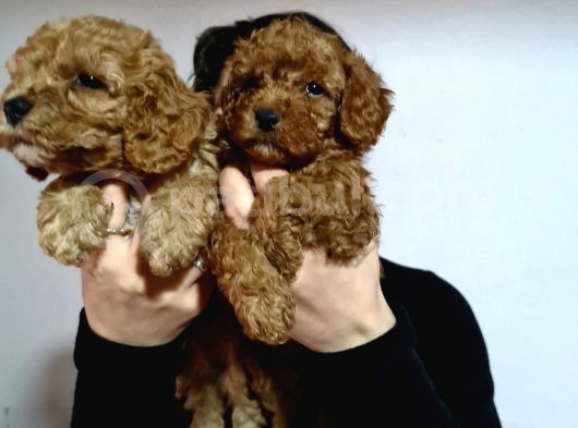Poodle Yavrularimiz Tüm Şevkati̇mi̇zle Karşinizda görsel