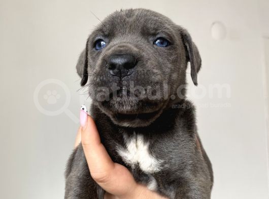 Yavru Siyah Ve Blue Cane Corso