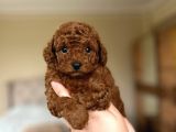 Orji̇nal Toy Poodle Bebekler