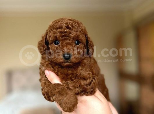 Orji̇nal Toy Poodle Bebekler