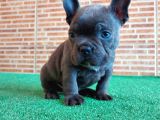 Erkek Güzeli̇ French Bulldog Blue Yavrularimiz