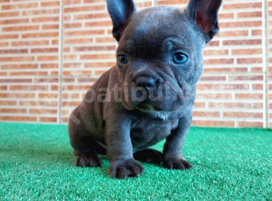 Erkek Güzeli̇ French Bulldog Blue Yavrularimiz görsel