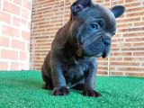 Erkek Güzeli̇ French Bulldog Blue Yavrularimiz