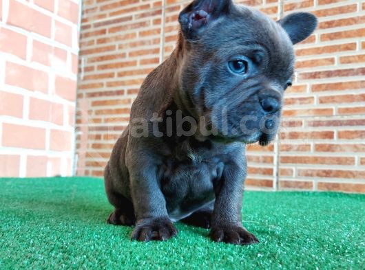 Erkek Güzeli̇ French Bulldog Blue Yavrularimiz görsel