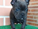 Erkek Güzeli̇ French Bulldog Blue Yavrularimiz