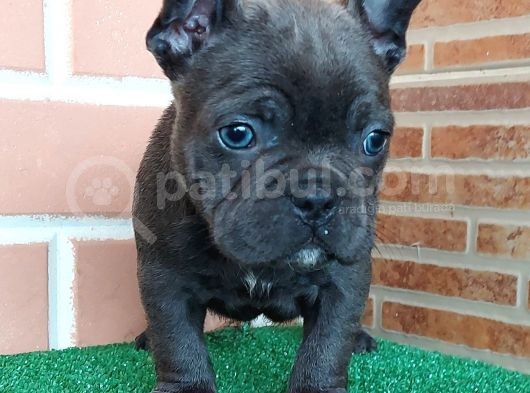 Erkek Güzeli̇ French Bulldog Blue Yavrularimiz görsel
