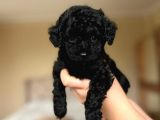Orji̇nal Toy Poodle Bebekler