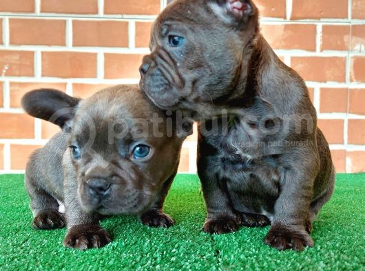 Erkek Güzeli̇ French Bulldog Blue Yavrularimiz görsel