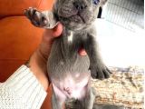 Blue French Bulldog Yavrular