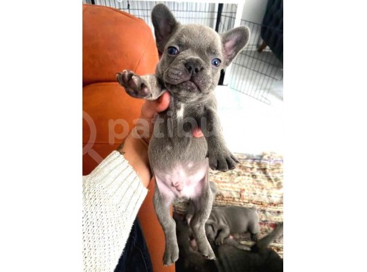 Blue French Bulldog Yavrular görsel