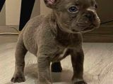 Blue French Bulldog Yavrular