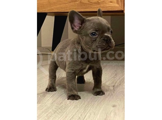Blue French Bulldog Yavrular
