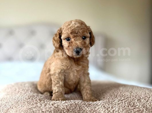 Orji̇nal Toy Poodle Bebekler görsel