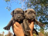 Yavru Siyah Ve Blue Cane Corso