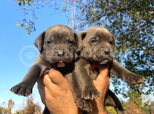 Yavru Siyah Ve Blue Cane Corso görsel