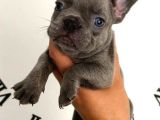 Blue French Bulldog Yavrular