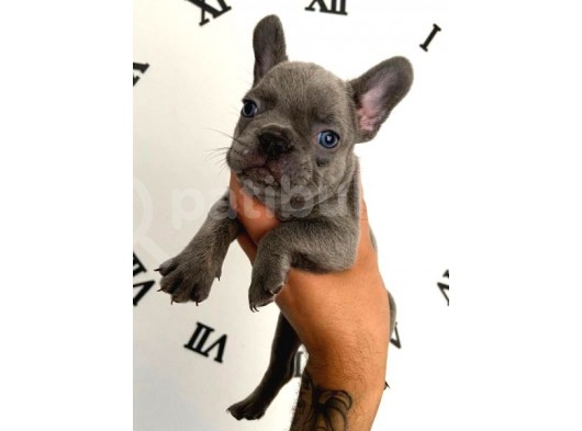 Blue French Bulldog Yavrular görsel