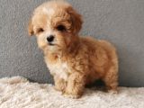 Maltipoo Bebekler