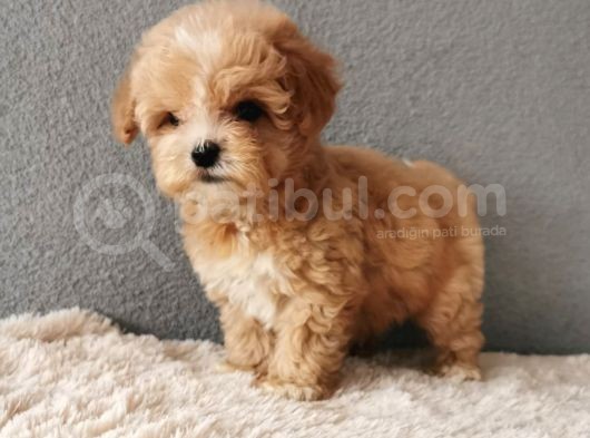Maltipoo Bebekler görsel