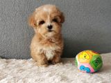 Maltipoo Bebekler