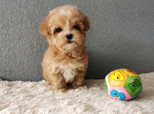 Maltipoo Bebekler