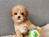 Maltipoo Bebekler