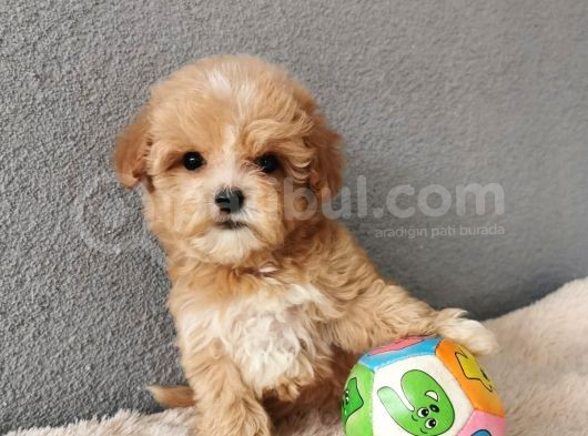 Maltipoo Bebekler görsel