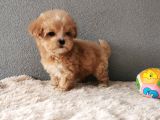 Maltipoo Bebekler