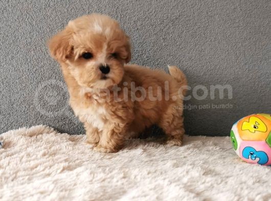 Maltipoo Bebekler görsel