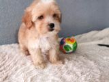 Maltipoo Bebekler