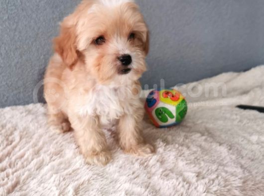 Maltipoo Bebekler görsel
