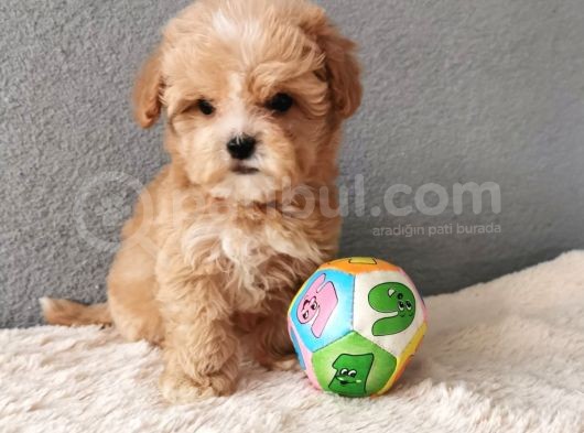 Maltipoo Bebekler görsel