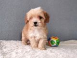 Maltipoo Bebekler