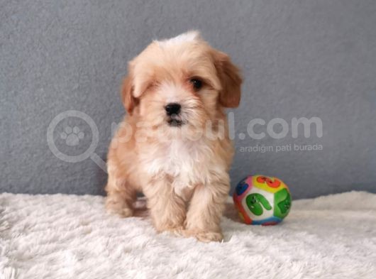 Maltipoo Bebekler görsel
