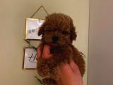 Tatlı Toy Poodle Bebeklerimiz