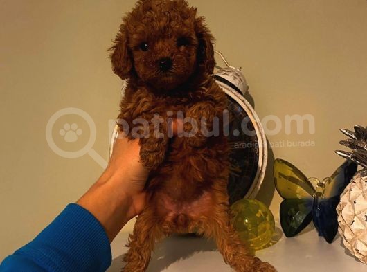 Tatlı Toy Poodle Bebeklerimiz görsel