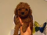 Tatlı Toy Poodle Bebeklerimiz